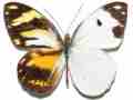 Pieriballia viardi (mosaic gynandromorph, popotepe, veracruz, MX 7-1979) (Internet Image property of respective owner, non-commercial use only)